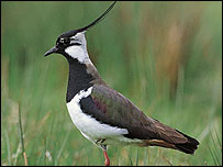 Lapwing