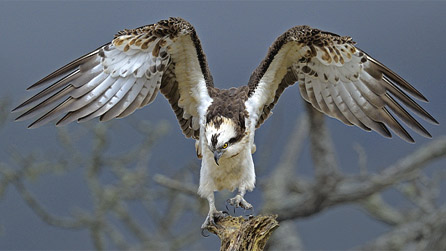 An osprey at Glaslyn