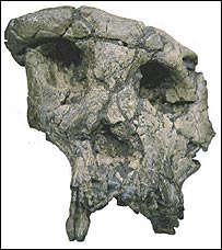 Fóssil da caveira do Toumai