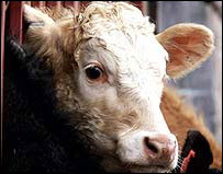 Caso de aftosa não atinge zona livre da doença no Brasil