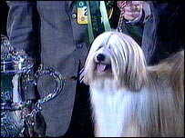 Willy - Crufts' Best in Show for 2007