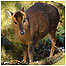 Woodland activities (Image: Muntjac deer)