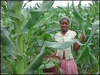 دختر در مزرعه ذرت با سبد سبزيجات