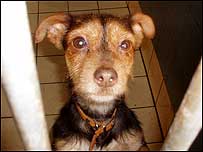 Puppy waiting for a home