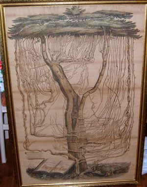 Llun y goeden yn ei ffram