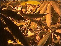 Cannabis plants, Amsterdam