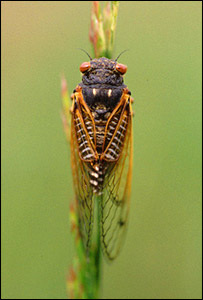 सिकाडा कीट