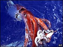 Imagem da lula gigante capturada pelos pesquisadores japoneses