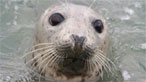 Grey seal