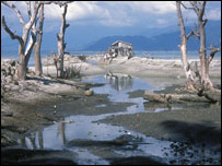 Consequências da criação do camarão