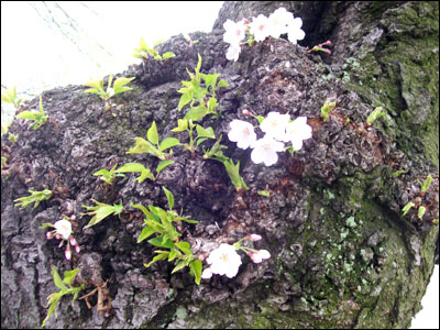 عکس از مرسده شیخ 