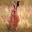 Hare (Image: Holkham Estate)