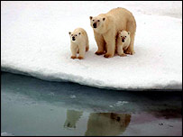 Urso polar e seu filhote