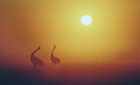 Red-crowned cranes silhouetted against sunrise
