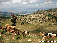 بلندی های جولان