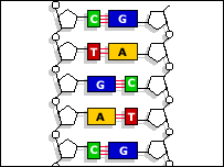 Bases de código genético