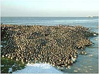 Birds at Dee Estuary c/o  Richard Smith