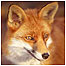 Fox c/o English Nature and Paul Glendell