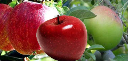 نگهداری سيب ها