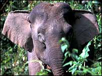 Elefante de Bornéu