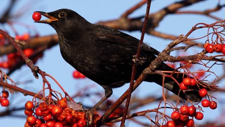 Ceiliog Mwyalchen yn ciniawa