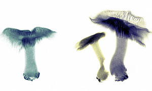 Picture: Getty/James M Wehtje