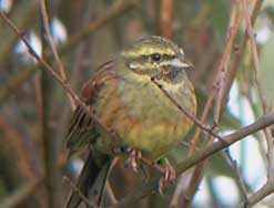 Cirl bunting © Chris Townend