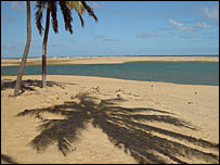 Coqueiros em Alagoas