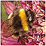 Bee video (Image: Bee)