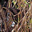 Bittern hiding in reeds