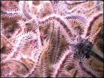 Brittle Stars, Copyright of Colin Froud, Divercol Productions