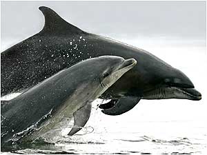 Moray Firth (Image: Dolphins  c/o Charlie Phillips)