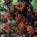 Pyracantha ‘Golden Charmer’, Firethorn