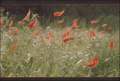 'Poppy Fielsby' by Barbara Nash