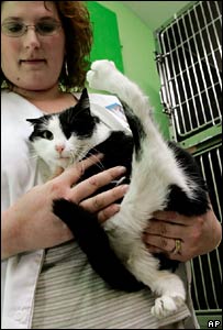 पांच टांगों वाली बिल्ली 'बेबी गर्ल' 