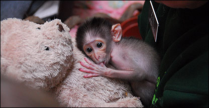 Conchita (Foto do Zoológico de Londres)