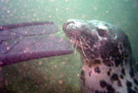 Morlo yn awyddus i chwarae gyda'r deifiwr