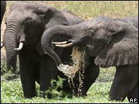 Elefantes no Parque Tembe, na África do Sul. 