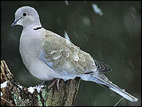 Collared dove