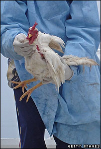 مرغ آلوده در دست يک مسوول