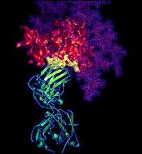 Imagem mostra anticorpo b12 (verde) em contato com proteína (amarelo) de vírus HIV (verde). Imagem: NIAID