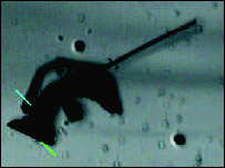 O robô criado pelos cientistas