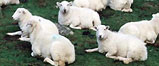 Sheep on a Welsh hillside