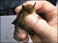 Morcego do nordeste dos Estados Unidos