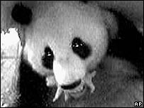 Panda com filhote na boca