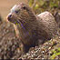 Otter