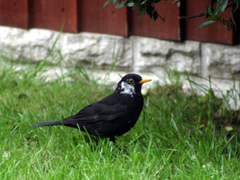 Aderyn du yn Sychdyn