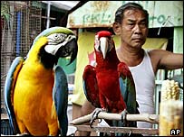 فروش پرنده ها در جاکارتا