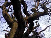 The legend of the Chained Oak