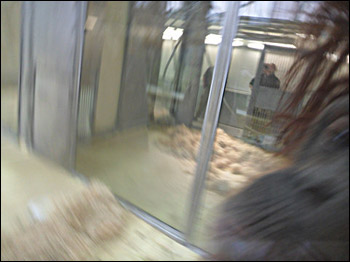 Foto tirada pela orangotango Nonja postada no Facebook (cortesia Zoo de Viena)